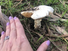 Amanita xanthocephala