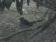 Drymodes brunneopygia