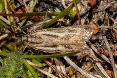 Orocrambus corruptus