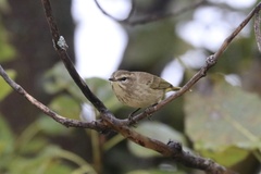 Setophaga palmarum palmarum