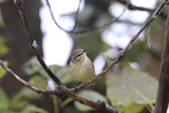Setophaga palmarum palmarum