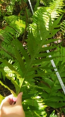 Microsorum commutatum