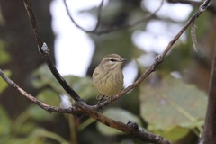 Setophaga palmarum palmarum
