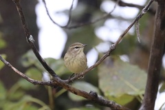 Setophaga palmarum palmarum