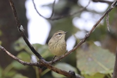 Setophaga palmarum palmarum