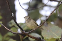 Setophaga palmarum palmarum