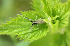 Agapanthia villosoviridescens