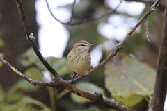 Setophaga palmarum palmarum