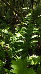 Microsorum commutatum