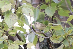 Setophaga palmarum palmarum
