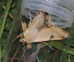 Heliothis peltigera