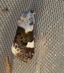 Acontia lucida