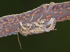 Spodoptera littoralis