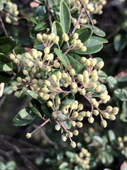 Pomaderris vacciniifolia