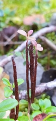 Calyptospora columnaris