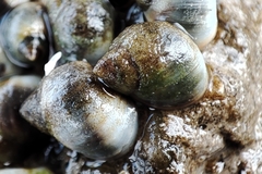 Melarhaphe neritoides