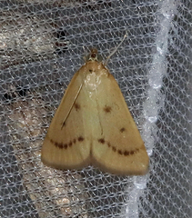 Achyra nudalis
