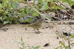 Setophaga palmarum palmarum