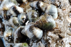 Melarhaphe neritoides