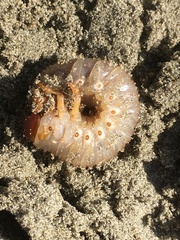 Pericoptus