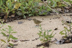 Setophaga palmarum palmarum