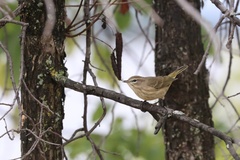 Setophaga palmarum palmarum