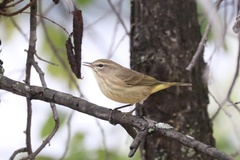 Setophaga palmarum palmarum