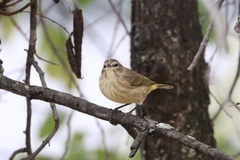 Setophaga palmarum palmarum