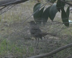 Drymodes brunneopygia