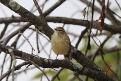 Setophaga palmarum palmarum