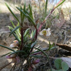 Laxmannia orientalis