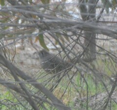 Drymodes brunneopygia