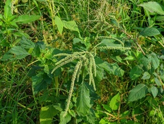 Amaranthus