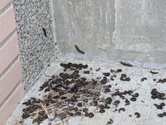 Asiomorpha coarctata
