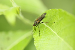 Empis tessellata
