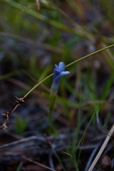 Gentianopsis simplex