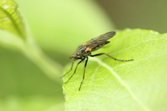 Empis tessellata
