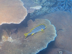 Plectorhinchus vittatus