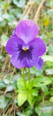 Viola × wittrockiana
