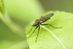 Empis tessellata