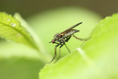 Empis tessellata