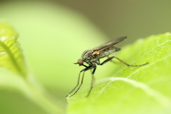 Empis tessellata
