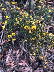 Bossiaea obcordata