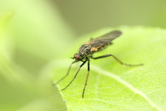 Empis tessellata