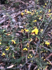 Bossiaea obcordata