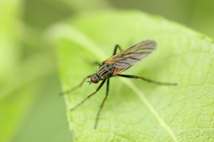 Empis tessellata