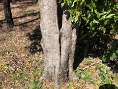 Auranticarpa rhombifolia