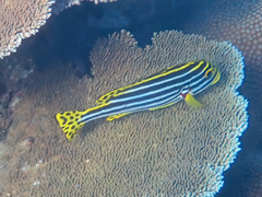 Plectorhinchus vittatus