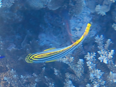 Plectorhinchus vittatus