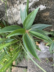 Boehmeria densiflora